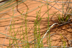 Wahlenbergia asparagoides