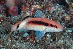 Band-Dot Goatfish photo 4