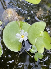 Nymphoides indica