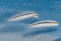 Halichoeres bivittatus