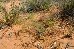 Wahlenbergia asparagoides