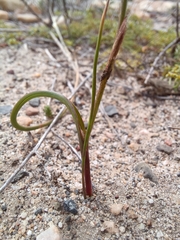 Moraea gawleri