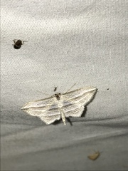 Arcobara multilineata