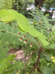 Phyllanthus pulcher