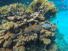 Diodon hystrix