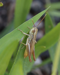 Euchorthippus elegantulus