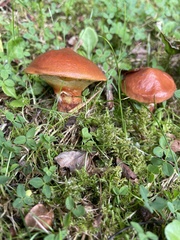 Suillus grevillei