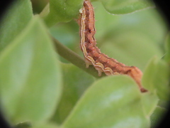 Helicoverpa armigera