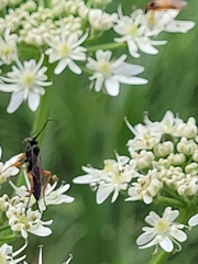 Pimpla rufipes