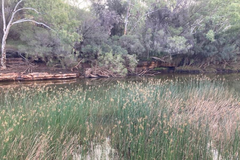 Schoenoplectus subulatus