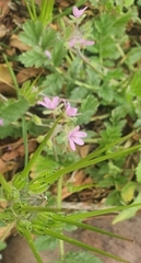 Erodium moschatum
