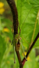Conocephalus brevipennis
