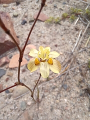 Moraea gawleri