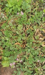 Erodium moschatum