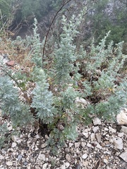 Artemisia austriaca