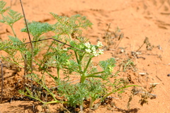 Capnophyllum leiocarpon