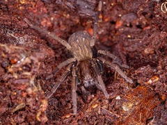 Uliodon