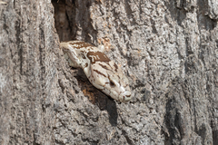 Cyclodomorphus gerrardii