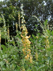 Crotalaria pallida