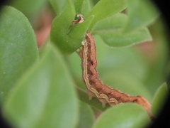 Helicoverpa armigera