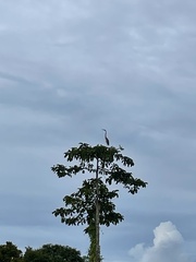 Ardea purpurea