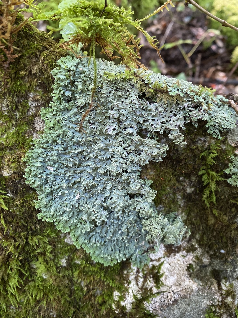 shield lichens, sunburst lichens, rosette lichens, and allies from ...