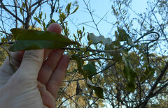 Asclepiadoideae