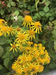 Jacobaea