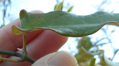 Asclepiadoideae