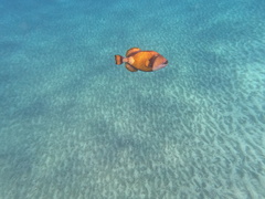 Balistoides viridescens