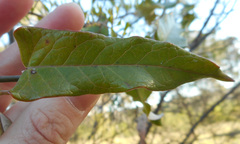 Asclepiadoideae