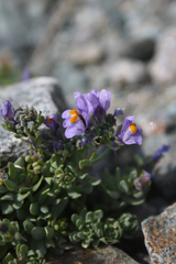 Linaria alpina