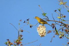 Icterus spurius spurius