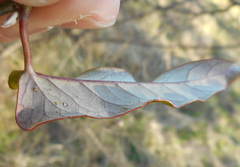 Asclepiadoideae