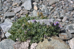 Linaria alpina
