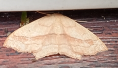 Scopula imitaria