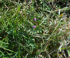 Vicia sativa