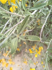 Calobota cytisoides