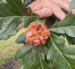 Andricus quercusstrobilanus