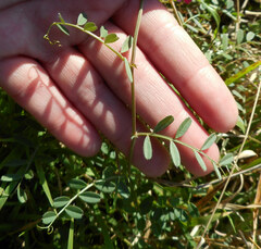 Vicia sativa