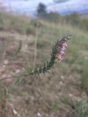 Odontites vernus