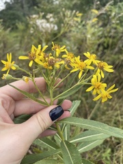 Senecio sarracenicus