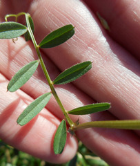 Vicia sativa