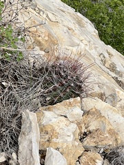 Hamatocactus hamatacanthus hamatacanthus