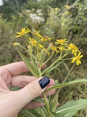 Senecio sarracenicus