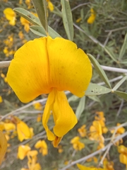 Calobota cytisoides