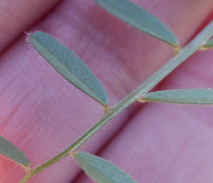 Vicia sativa