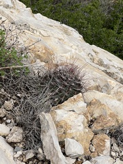 Hamatocactus hamatacanthus hamatacanthus