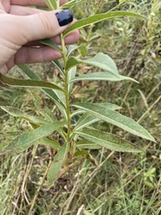 Senecio sarracenicus