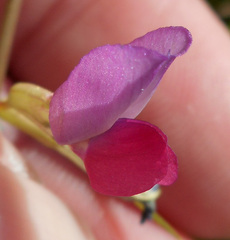 Vicia sativa